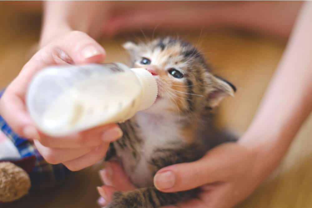 Kitten drinking milk from a bottle