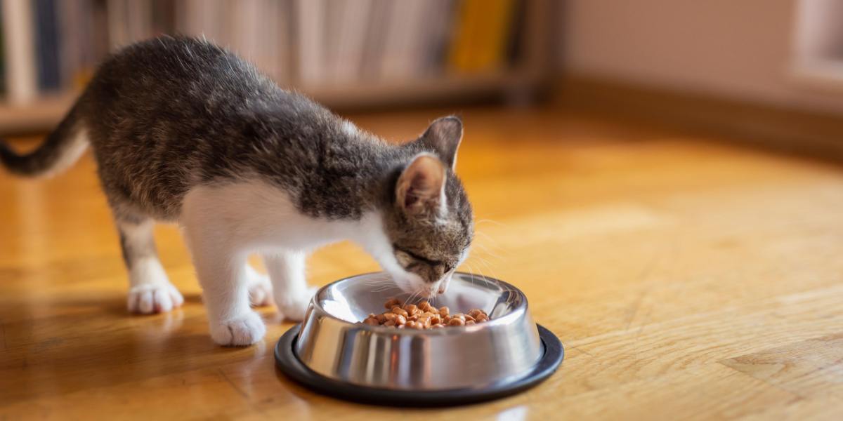 Kitten enthusiastically eating from a food bowl. The image captures the adorable sight of a young cat enjoying its meal, showcasing the essential act of nourishment.
