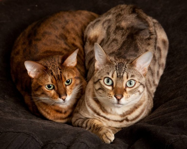 Bengal Cat Care