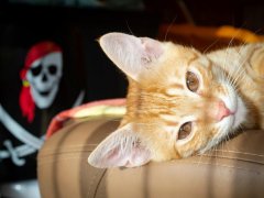 Lovely red kitten with pirate image in background.
