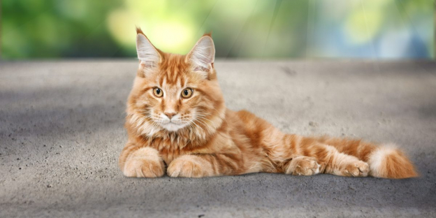 600 Best Boy Cat Names With Meanings