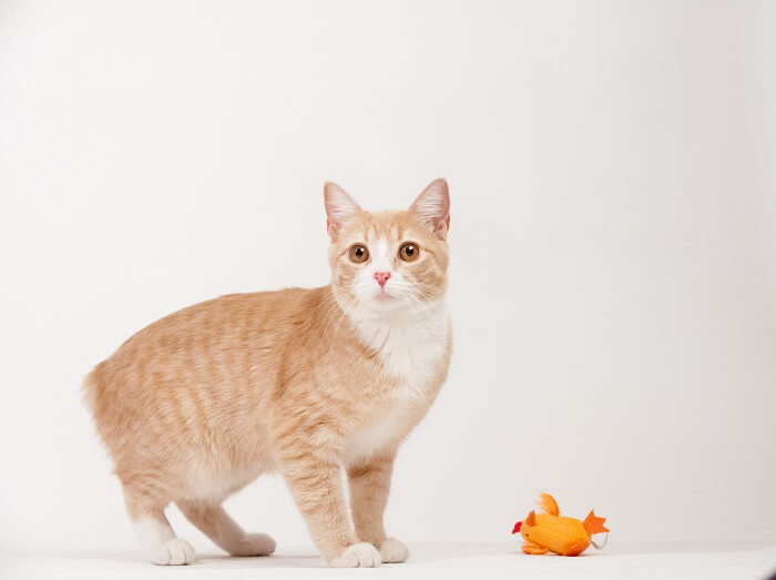 Image of Manx cats, known for their taillessness or short tails, sitting gracefully and showcasing their distinctive feature in an endearing group pose.