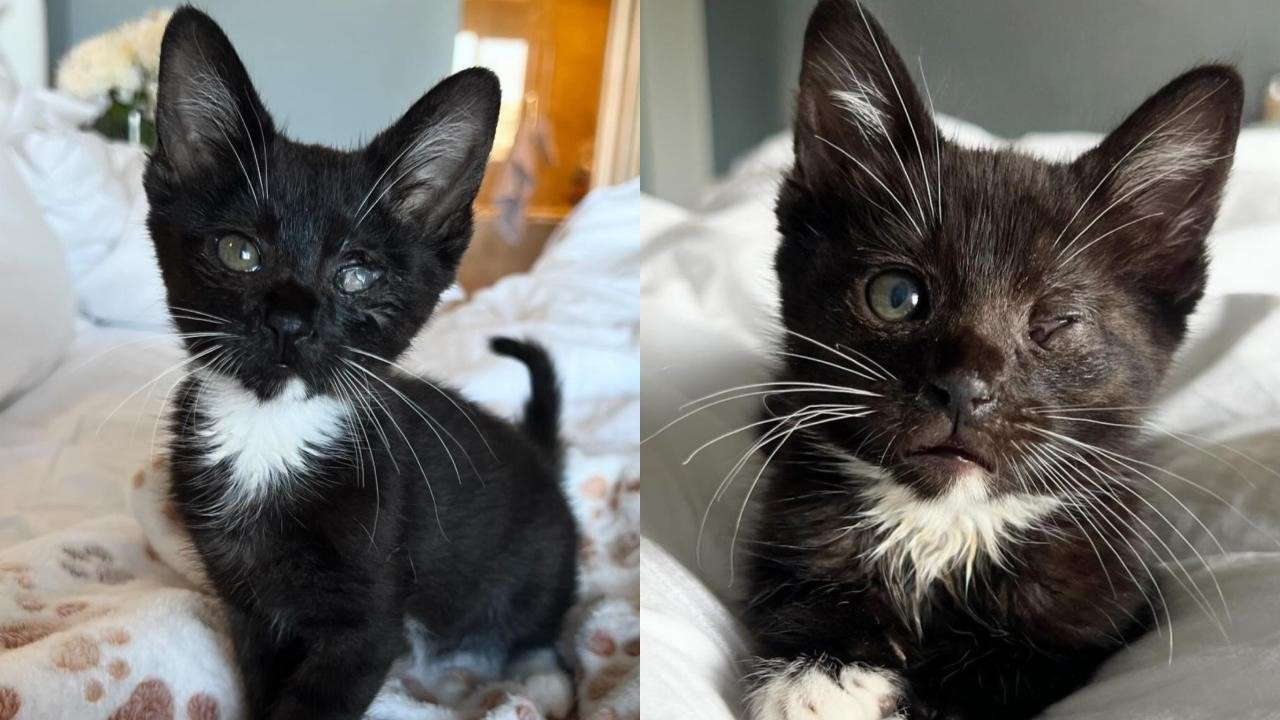 Meet Kricket: This adorable foster kitten bravely overcame her eye condition with lots of love and care.