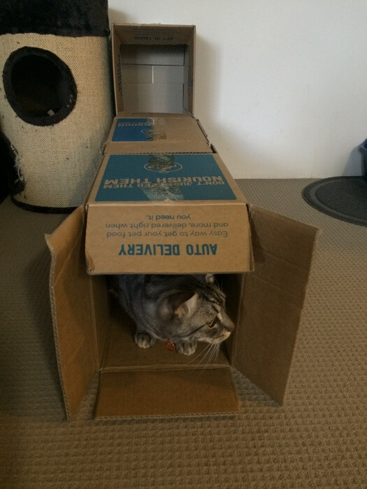cat in Melina's DIY Cat box house 