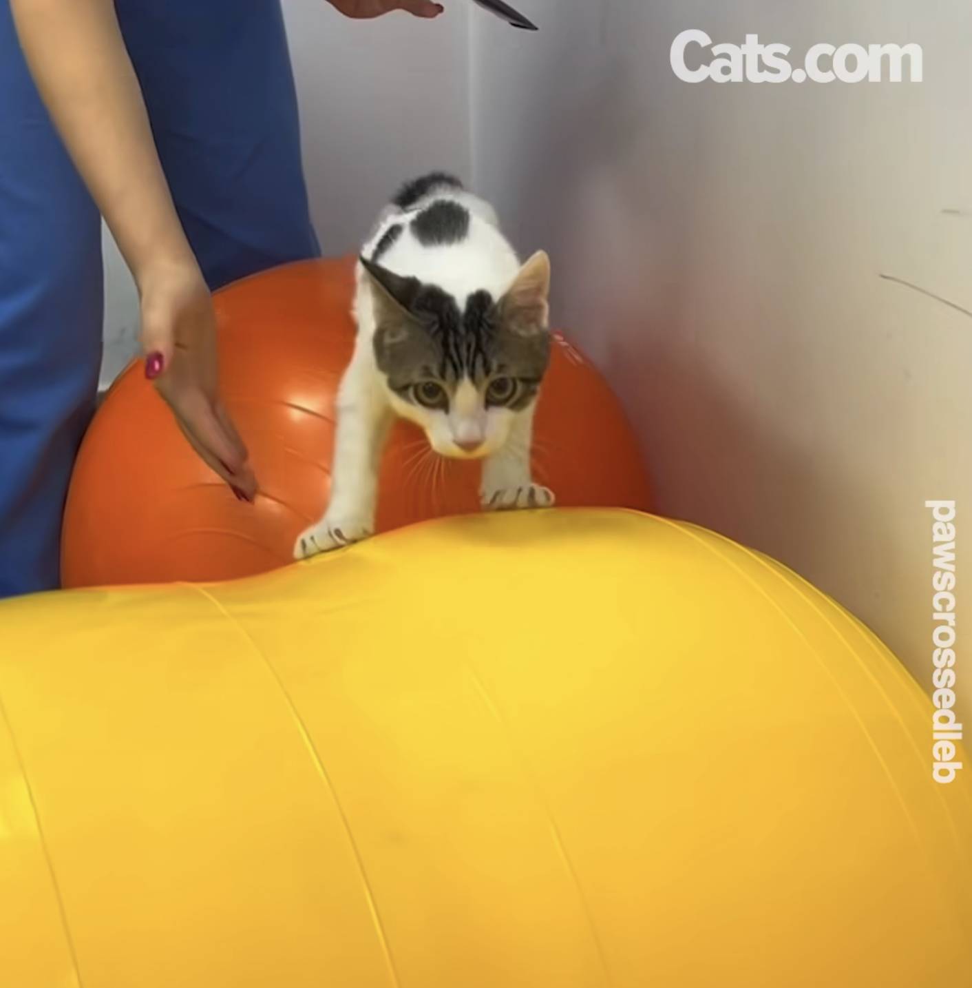 Milo learns to balance himself on medicine balls.