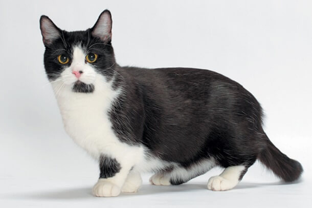 Munchkin Cat History