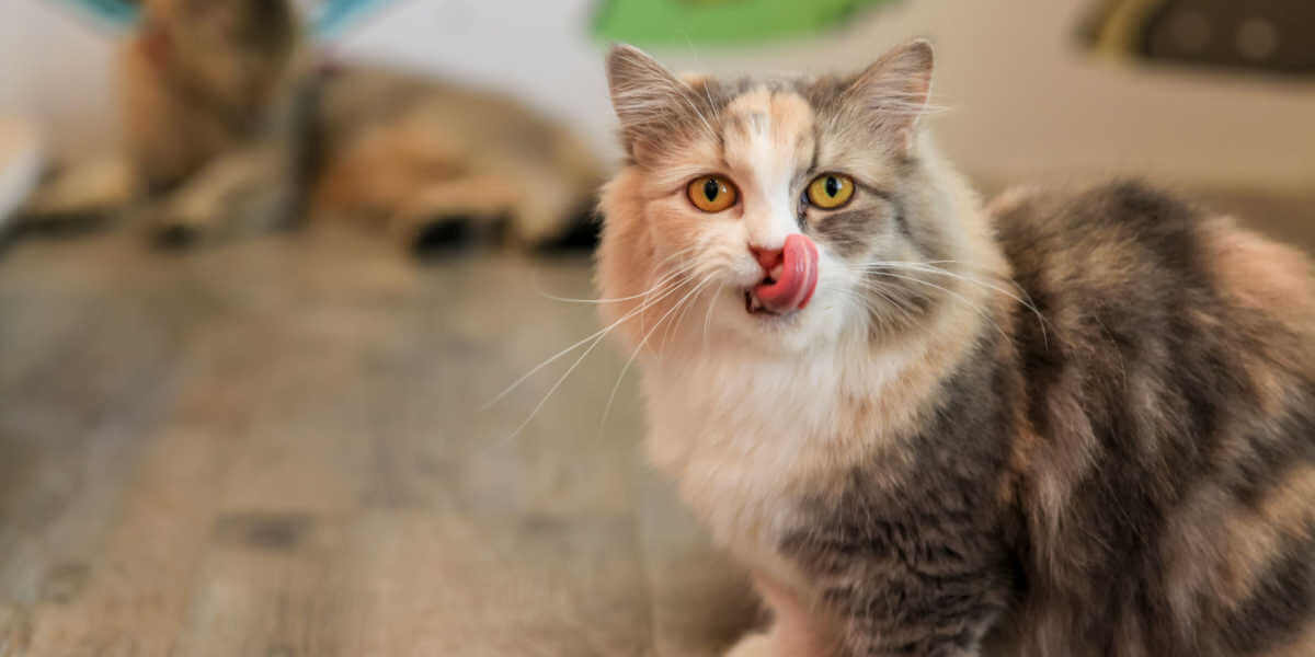 'Munchkin' Cat is licking his own lips