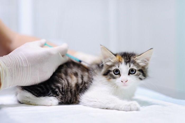 Veterinarian giving a small tabby kitten an injection