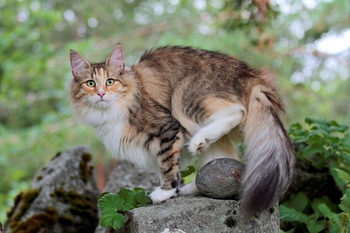 Norwegian Forest Cat