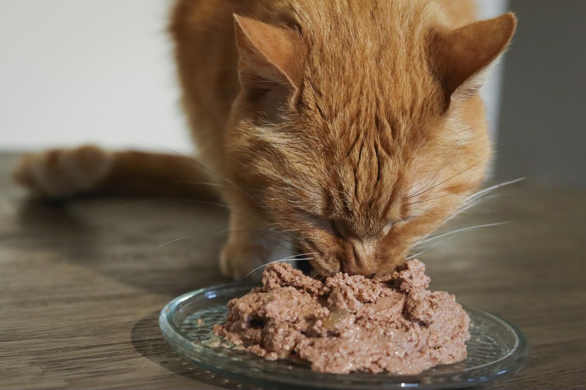 Best Cat Foods for Diarrhea