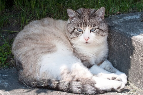 Ojos Azules Cat History