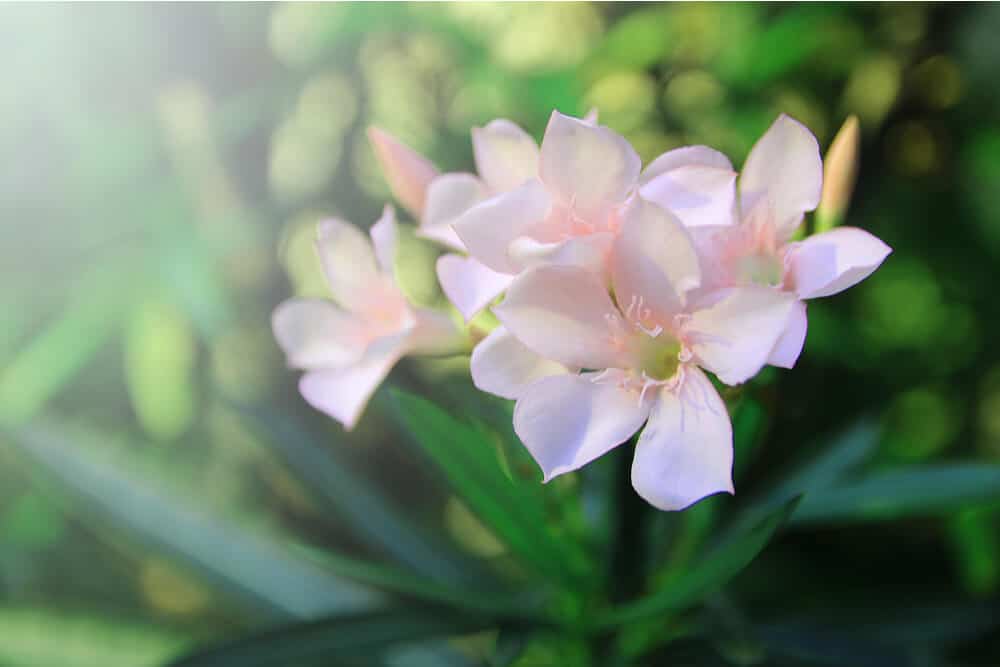 Pale pink oleander flowers