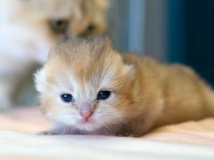 One week old kitten which has just opened its eyes