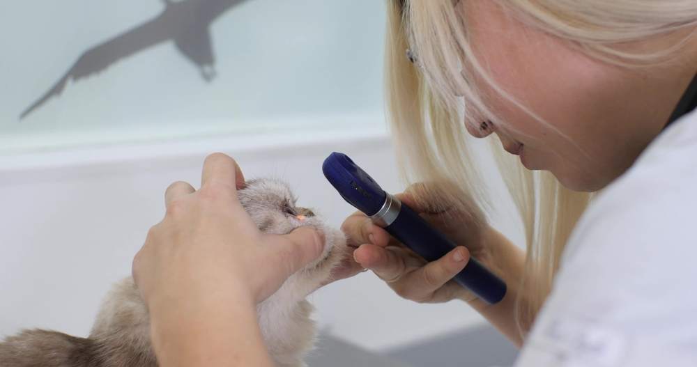 ophthalmologist carefully examines the cat's eye