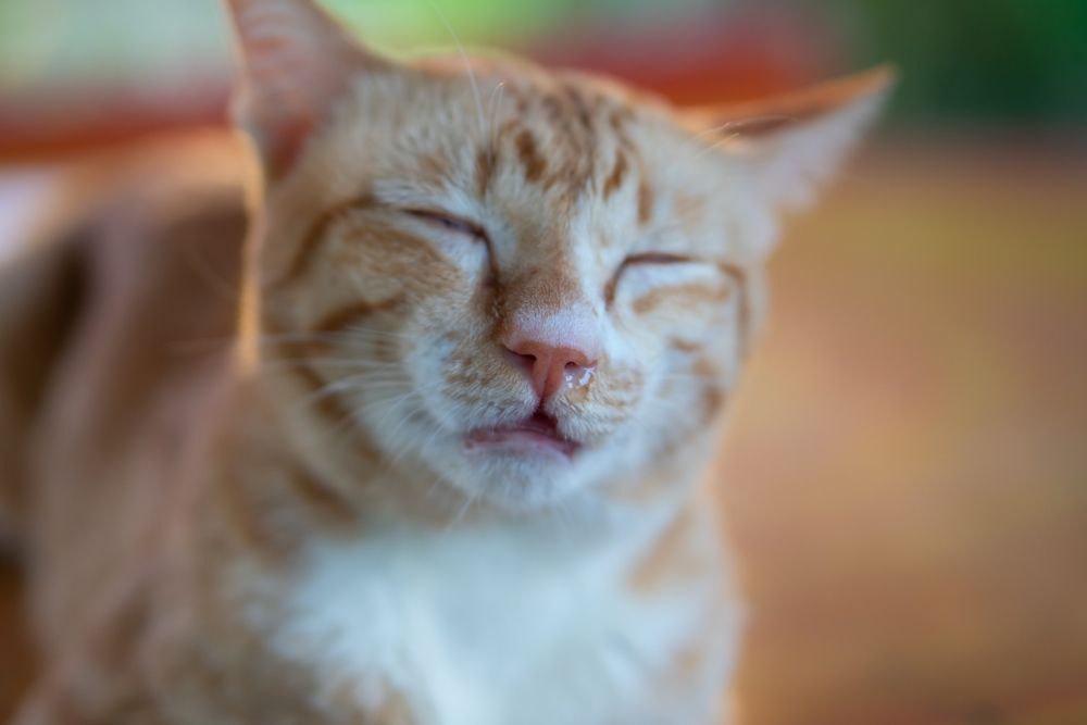 Orange tabby cat with nasal discharge, showing signs of potential illness or allergies.