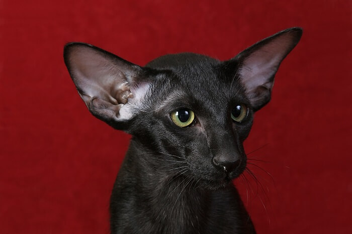 Oriental Shorthair Cat History