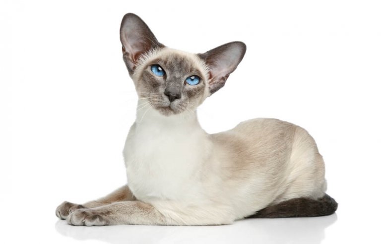 Siamese Cat Care