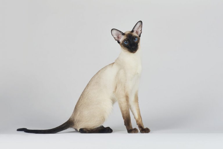 Siamese Cat History