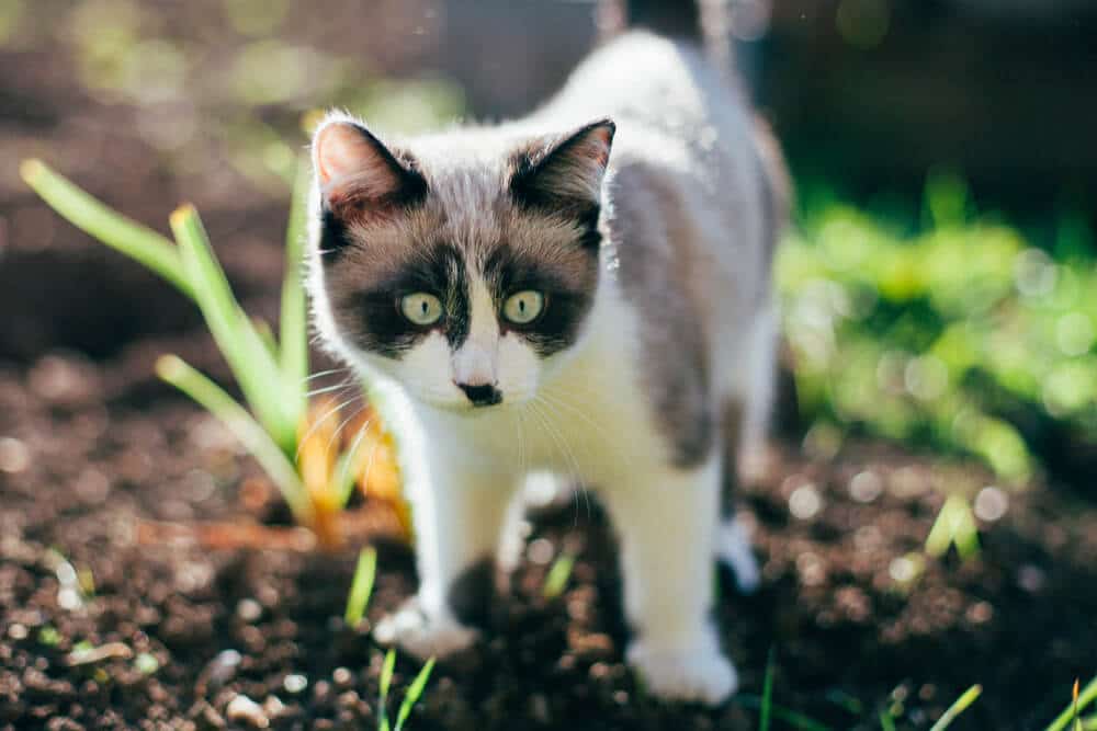 Kitten Living Outdoors