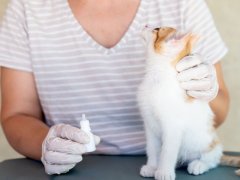 Owner of the cat is treating with eye drop