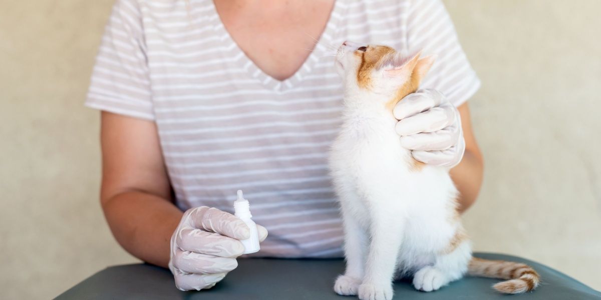 Owner of the cat is treating with eye drop