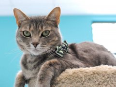 an adorable cat wearing a stylish bow tie