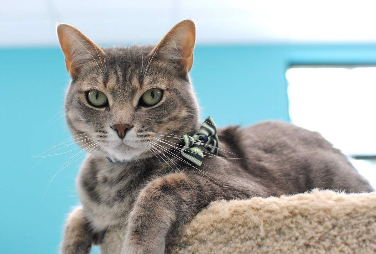 an adorable cat wearing a stylish bow tie