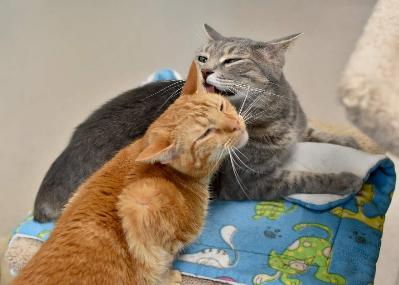 A cat named Joel diligently washing its paw, showcasing its meticulous grooming habits