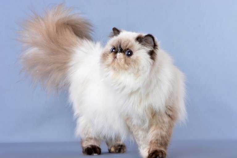 Himalayan Cat History