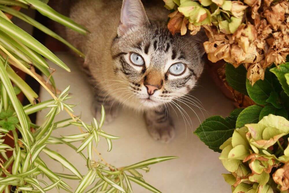 Cat surrounded by flowers