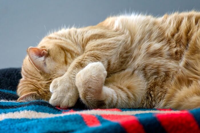 Polydactyl Cats