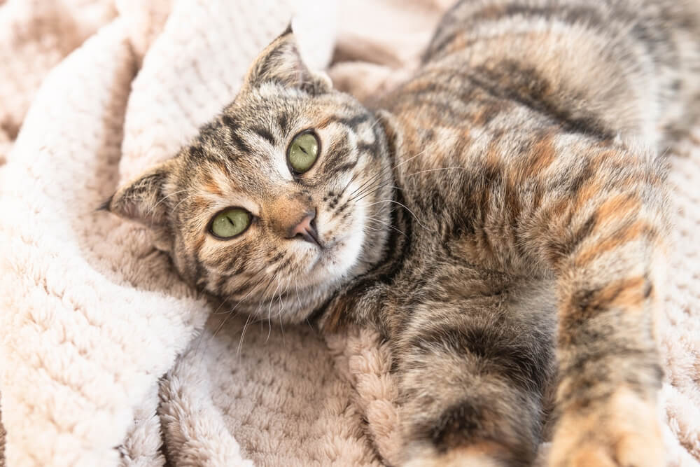 Portrait of a young cat lying on a fluffy blanket