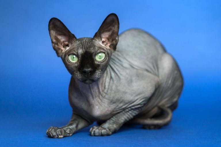 Sphynx Cat History