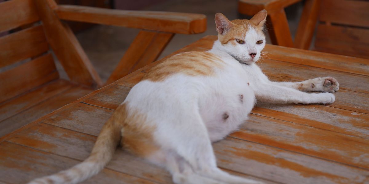 Pregnant cat lying outdoor 