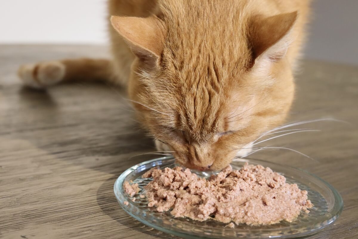 best hypoallergenic cat food