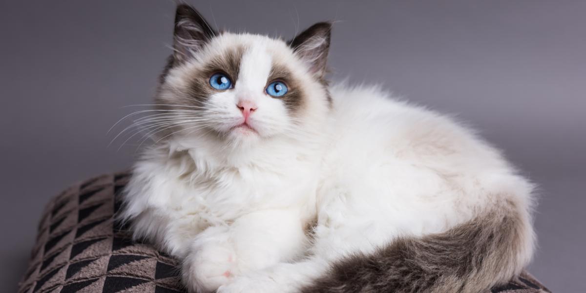 Ragdoll cat