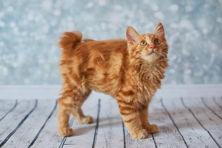 American Bobtail Cat History