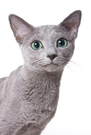 Russian Blue Cat History