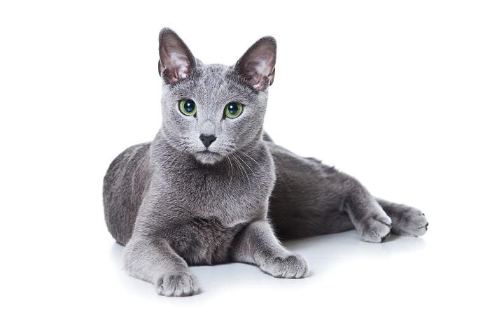 cat breeds that live the longest