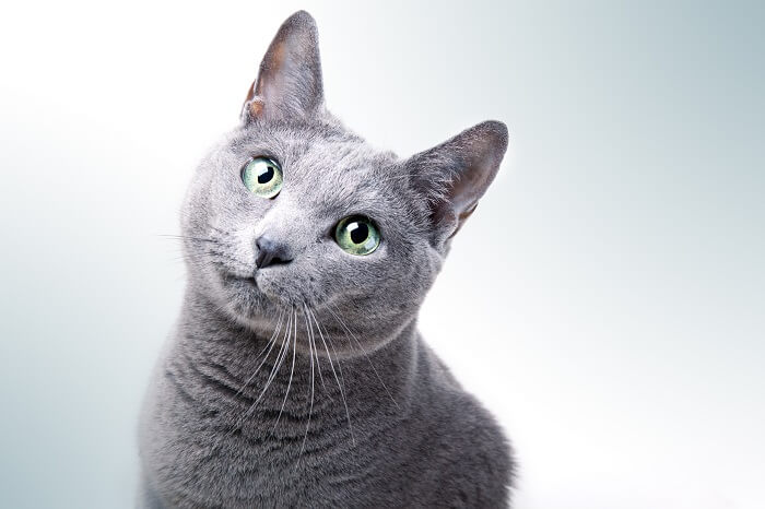 About the Russian Blue Cat