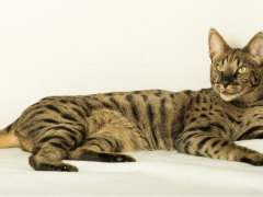 savannah cat in an isolated background