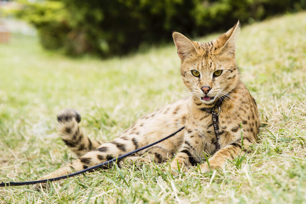 Savannah cat