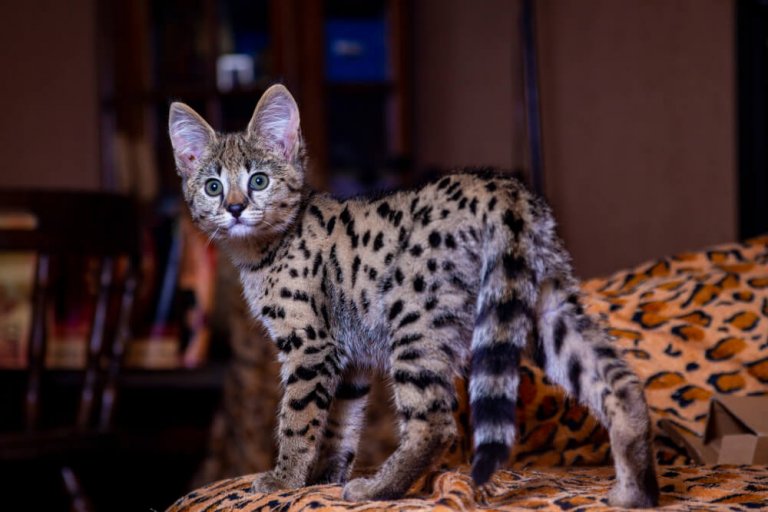 Savannah Cat Care