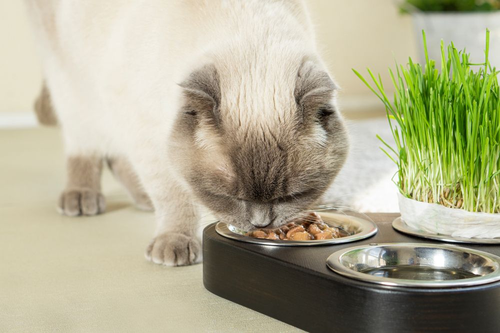 Scottish Fold cat indulging in soft wet cat food, savoring each bite with evident enjoyment and satisfaction