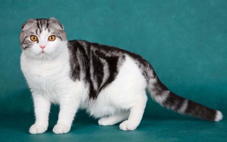 Scottish Fold Cat History