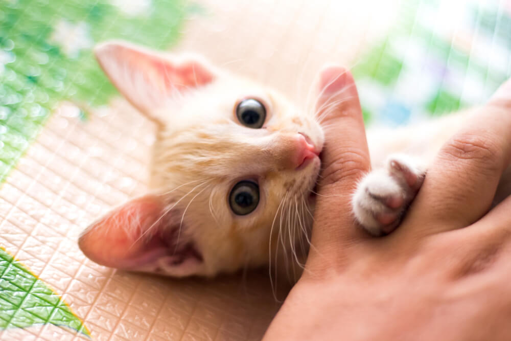 Kitten biting finger