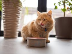 young ginger cat after eating food from a plate showing tongue