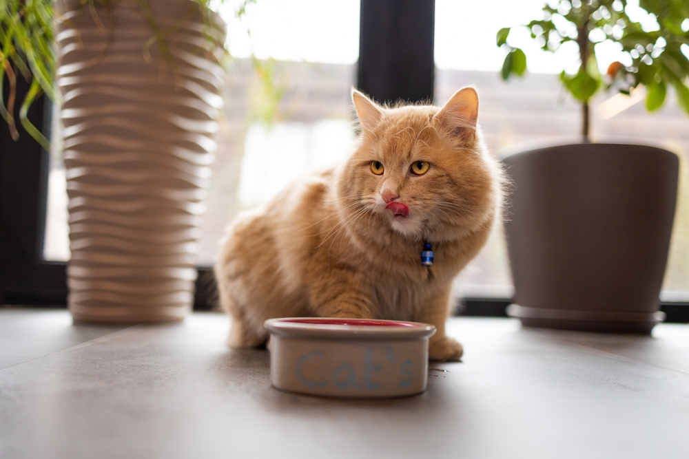 young ginger cat after eating food from a plate showing tongue