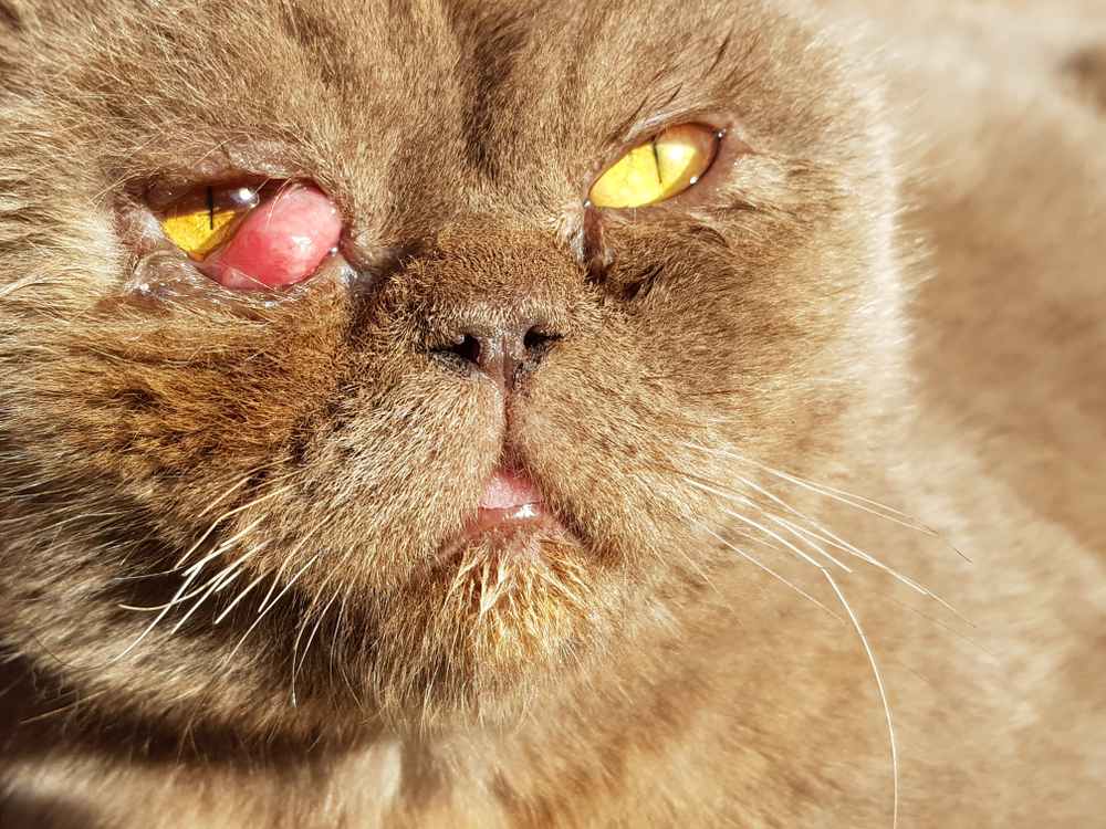 Sick british cat face closeup. Prolapse of the third century, prolapse of the lacrimal gland