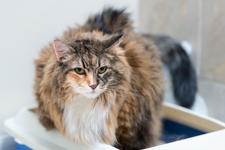 cat sitting in a litter box